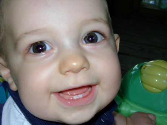 Little Chompers - finddailyjoy.com