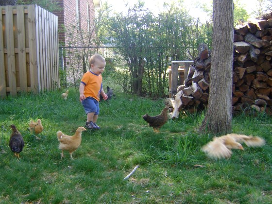 The Chickens Taste Freedom - finddailyjoy.com