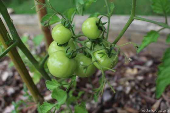 Friday Five {Vol. 41} - finddailyjoy.com